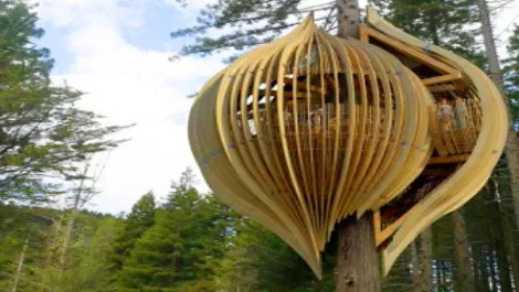 Tree house wins a Webby