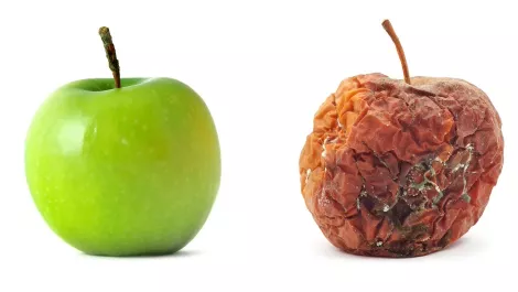 Is your data rotten?