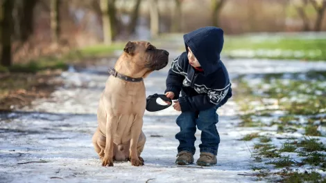 Auckland Council rolls out dog safety app