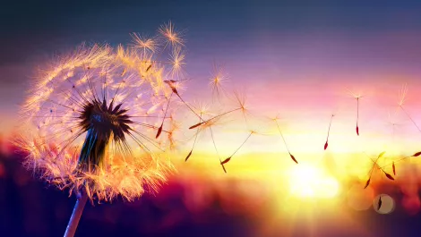 Thinkstockphotos 519270910